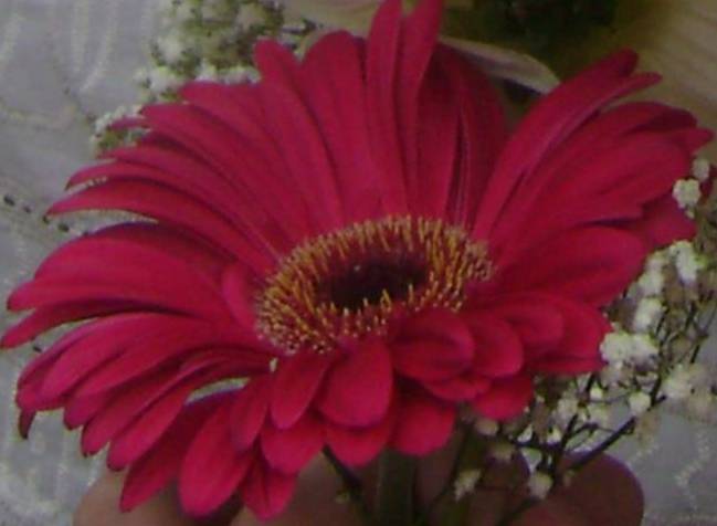 pinksunflower.jpg